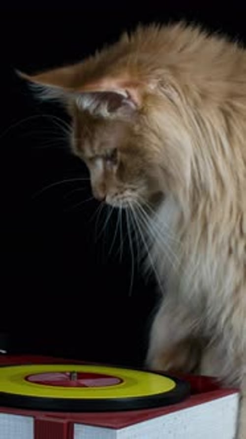 Cool Disco Cat in Vertical Format