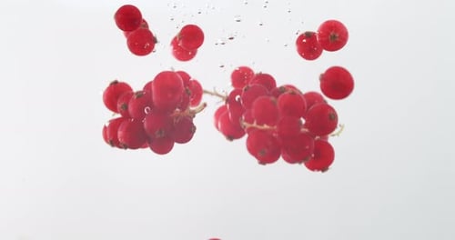 Red Currants Falling into Water in Slow Motion