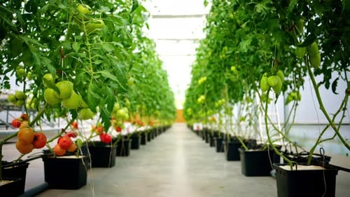 Rows of tomato plants in a modern greenhouse