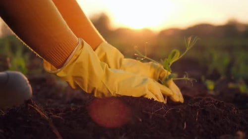 Woman Farmer Hands in Gloves Planting Green Plant Sprout at Sun Field Spring Farming Agriculture