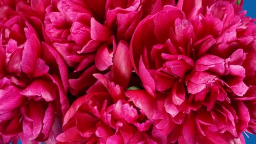 Red Peonies Bouquet Blooming in Time Lapse on a Black Background. Tender Flowers Moving Petals Close