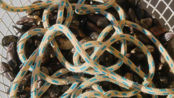 Ropes together with mussels in a basket of a boat, Industrial Stock ...