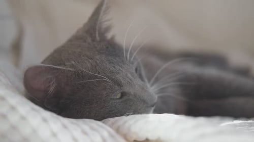 Gray Cat Sleeping Peacefully on White Blanket Indoors