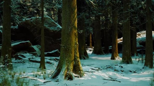 Snow Covered Trees in a Tranquil Winter Forest at Dusk