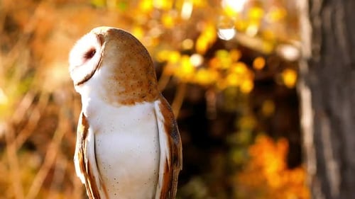 Close-up of a Barn Owl