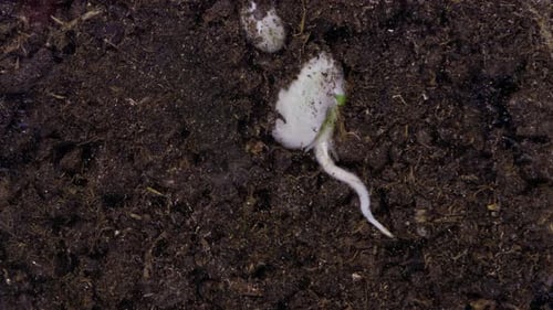 Plant Root Timelapse - 4K
