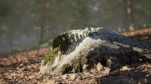 A Moss Covered Rock Rests on the Forest Floor Surrounded By Fallen Leaves