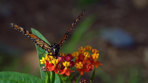 Bushbrown Butterfly Sitting on Flower