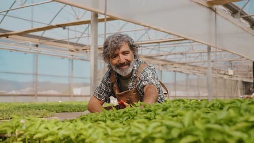 Adult Man Tending to Plants in Greenhouse