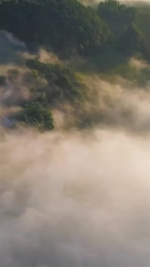 Foggy Forest