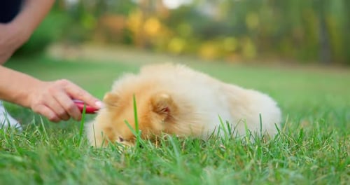 Woman Brushing Her Happy Little Cute Fluffy Pedigree Pomeranian Dog Outdoor at Park