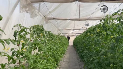Greenhouse Growing Rows of Tomato Plants