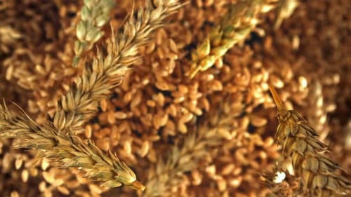 Wheat Grains with Spikelets Fly Up and Fall Down Filmed on a Highspeed Camera at 1000 Fps