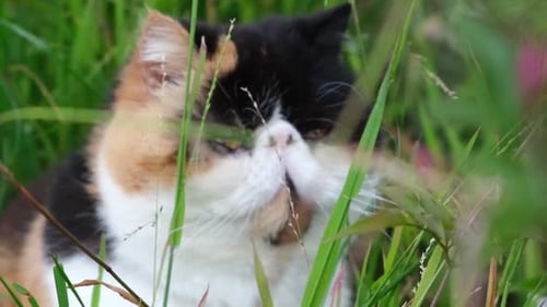 Slow-motion close up shot of an Exotic Shorthair cat in the bush