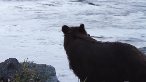 Wet Grizzly bear stands by shaded river rocks beside flowing water