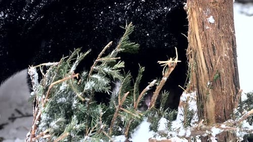 Black Bear Standing By Snowcovered Tree