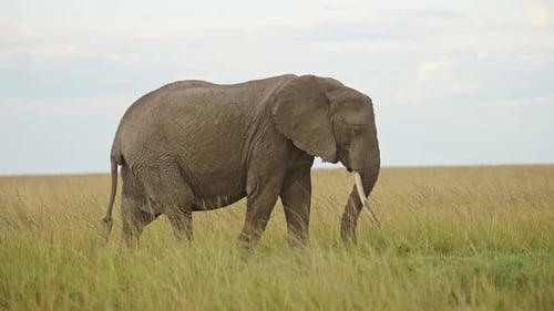 Slow Motion Shot of Elephant feeding on grasses and walking in empty grass plains, African Wildlife