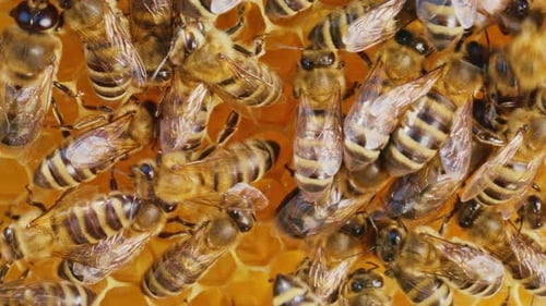 Extreme Nahaufnahme von Bienen, die Honig in Bienenstockkämmen herstellen Kleine Bienen machen nahrhafte Honigbienen