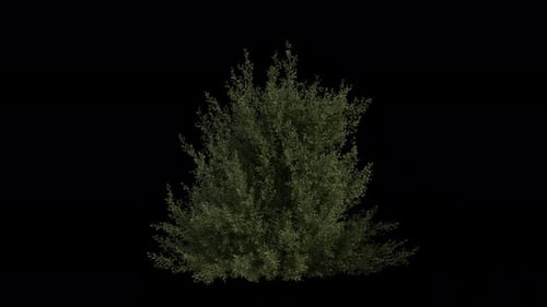 Im Wind wehende Hainbuche Loop-Animation. Wind weht Strauchpflanze Carpinus Betulus. Alpha-Kanal