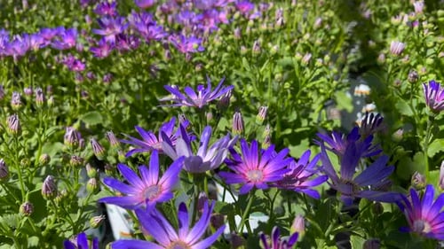 Exotic, purple daisies growing in a botanical garden