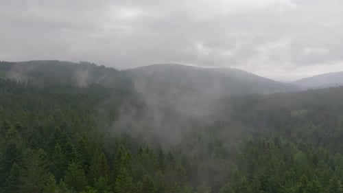 Aerial Footage of Low Clouds Over Dense Forest