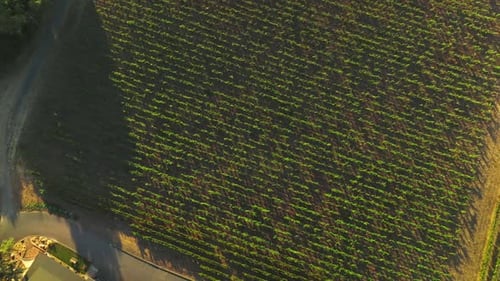 Descending over the vine planted in rows. Green vineyard from aerial perspective on sunny day.