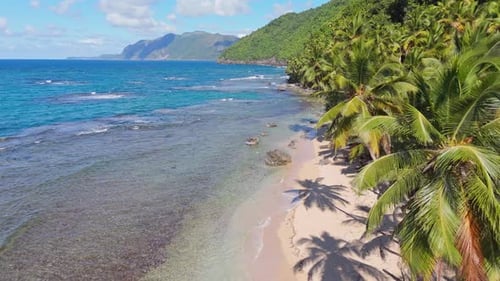 Caribbean sand beach with exotic palm trees, turquoise blue ocean water, drone