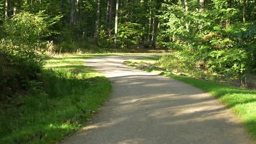 Gravel footpath in forest