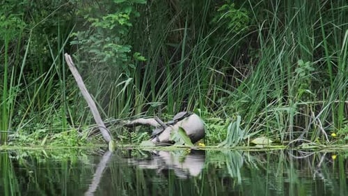 Lot de tortues sur une bûche de rivière prenant un bain de soleil dans un habitat naturel