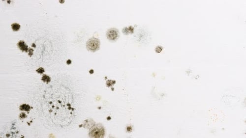 Mold Growing on a White Wall