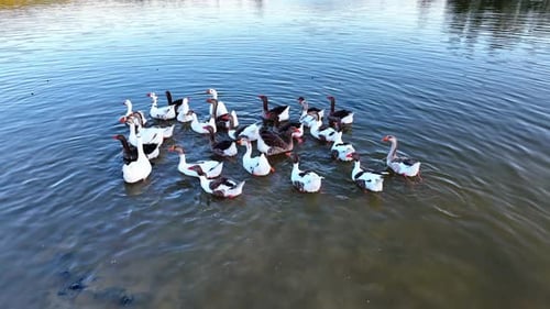 Drone shot of ducks swimming in the lake
