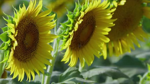 Agriculture Yellow Sunflower Plant In Farm Field In Sunlight 56