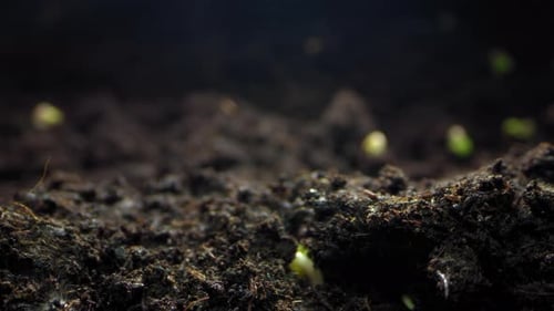 Faszinierende Timelapse-Saga, die eine bemerkenswerte Reise von der Samenkeimung festhält