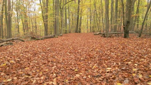 Goldene Blätter bedecken den Waldboden in einem ruhigen Buchenwald im Herbst.