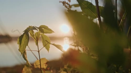 Morning Lake Serenity Dewy Leaves in Dawn Glow Sunrise Over Tranquil Lakeside Scene Peaceful Morning