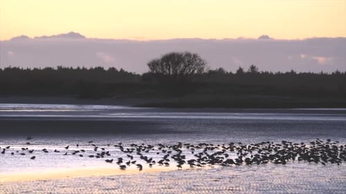 A huge flock of birds in the shallow water on the beach and then flying away.