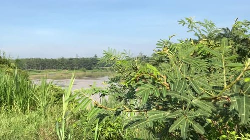 wild plant background