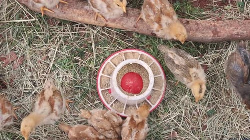 Group of Cute Little Furry Chickens is Playing in Grass on a Sunny Day