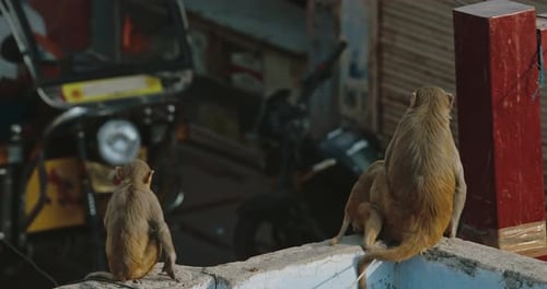 Monkeys Sitting on Wall in Urban Setting