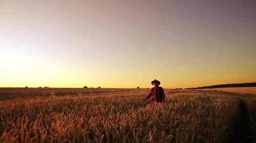 Beautiful vast field of wheat at sunset. Male adult farmer in hat walks by his farmland.