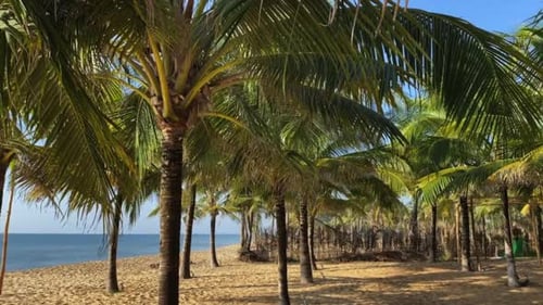 Tropical Scenery with Palms on the Ocean Beach