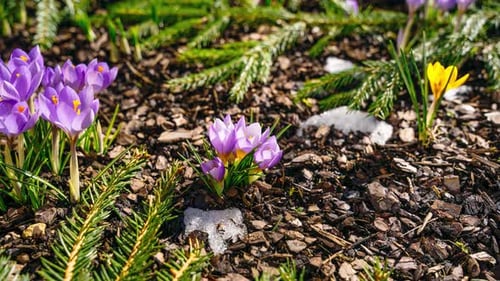 Full day timelapse with small crocus flowers blooming through melting snow in early spring sun. Gard