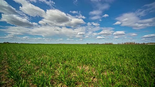 Static shot of agricultural field of young green wheat against the blue sky and white clouds passing