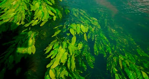 Close-up view of freshwater lake river spring scenery with plants and algae reflections.