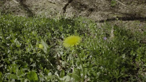 Close up shot of dandelion flower grows in the wild in early spring