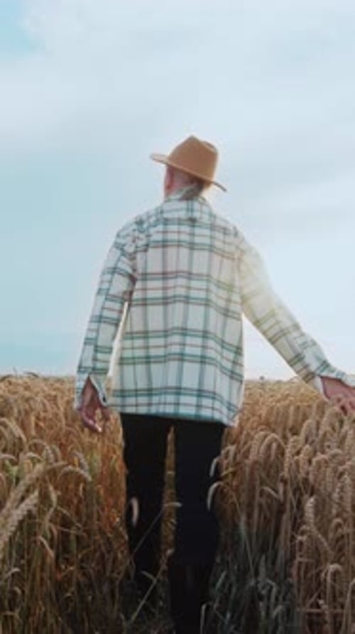 Farmer Walks Through Golden Wheat Field