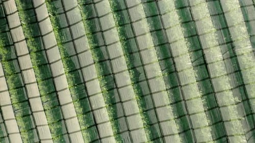 Rows of Crops Under Protective Netting, Aerial View