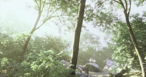 Sunlight Filters Through Trees in a Tranquil Forest During Early Morning Hours