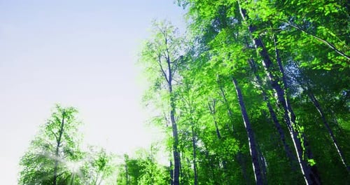 Lush Green Forest Canopy Under Bright Blue Sky in Sunny Weather