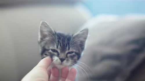 Adorable Kitten Being Pet on the Chin Indoors